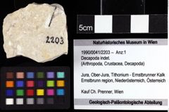 Foto (Objket + Etiketten) von Decapoda indet. 